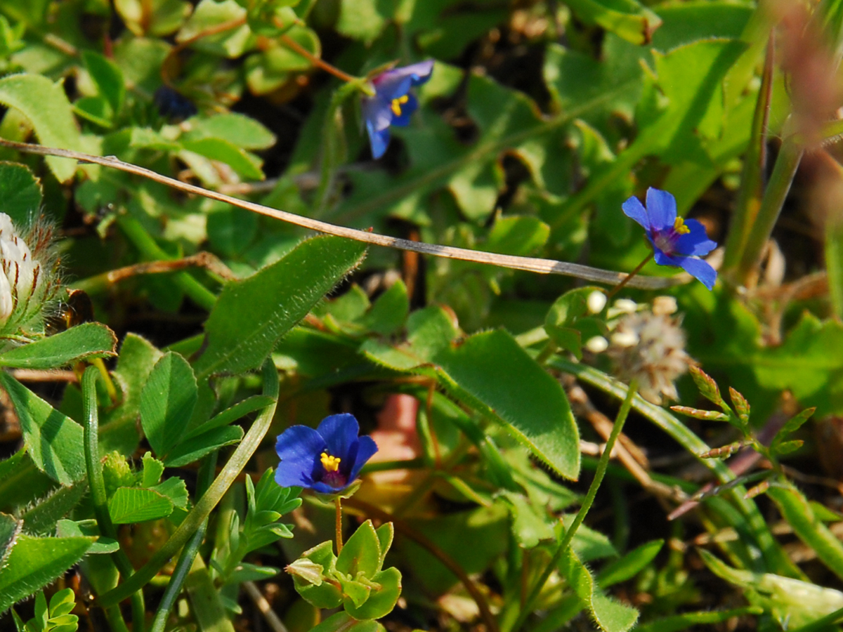 Anagallis arvensis